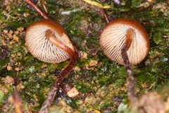 Psilocybe heimii