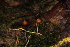 Psilocybe heimii