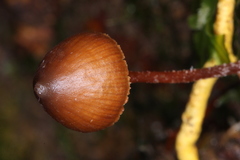 Psilocybe heimii