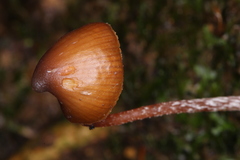 Psilocybe heimii