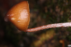 Psilocybe heimii