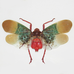 Scamandra multimaculata
