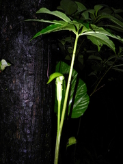 Arisaema tortuosum
