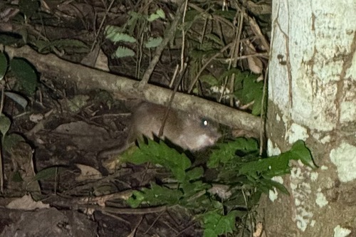 Tome's Spiny-rat