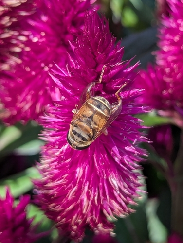 Unknown species found near Deer Park, Omaha, NE, USA