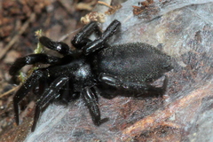 Gnaphosa lucifuga