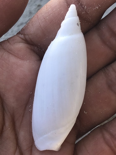 Ancillista muscae observed 2025-10-03