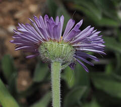 Erigeron formosissimus