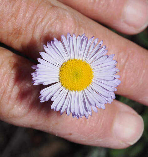 Beautiful Fleabane (Erigeron formosissimus)