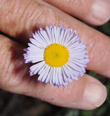 Erigeron formosissimus, photograph (c) Wendy McCrady, some rights reserved (CC BY)