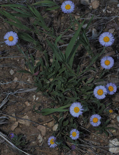 Erigeron formosissimus, photograph 4