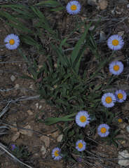 Erigeron formosissimus, photograph (c) Wendy McCrady, some rights reserved (CC BY)