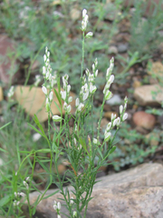 Polygala scoparioides