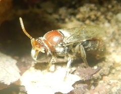 Meroglossa gemmata