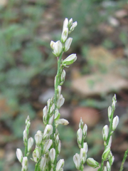 Polygala scoparioides