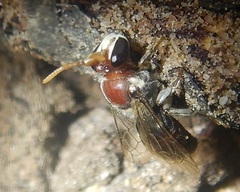 Meroglossa gemmata