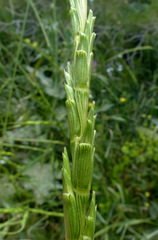 Aegilops speltoides