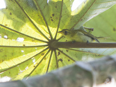 Hemithraupis guira