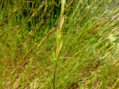 Aegilops speltoides