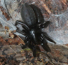 Gnaphosa lucifuga