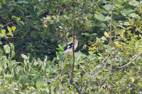 Eurasian Jay