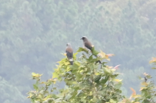 Gray Treepie