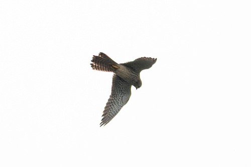 Eurasian Kestrel