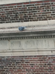 Columba livia