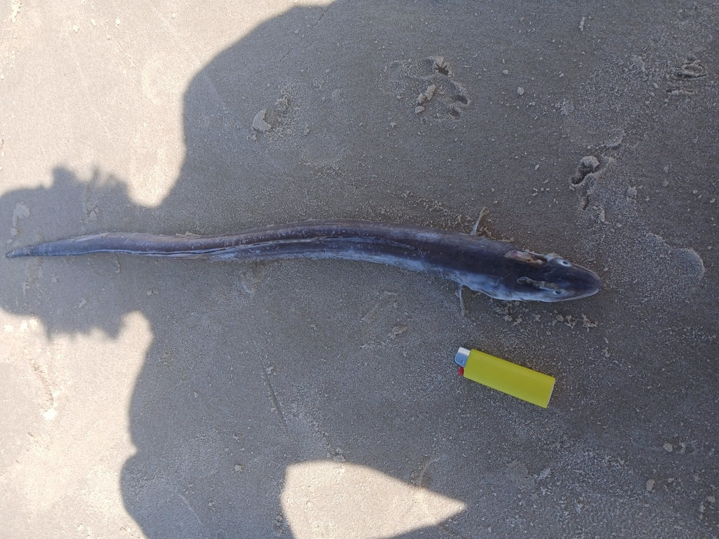 Argentine conger (Conger orbignianus) — Congridae