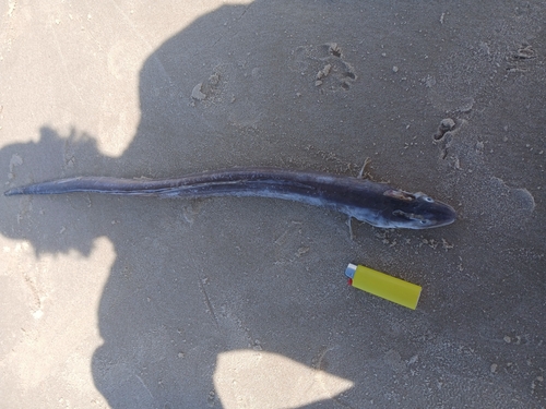 Argentine conger (Conger orbignianus) — Congridae