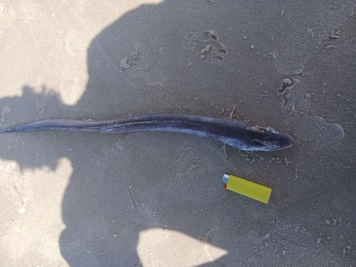 Argentine conger (Conger orbignianus) — Congridae — 5