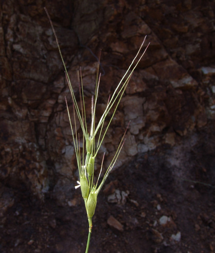 Aegilops biuncialis Vis.