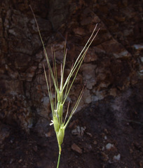 Aegilops biuncialis