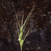 Two-inch Goatgrass - Photo (c) Ron Frumkin, some rights reserved (CC BY-NC), uploaded by Ron Frumkin