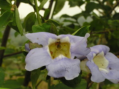 Thunbergia laurifolia
