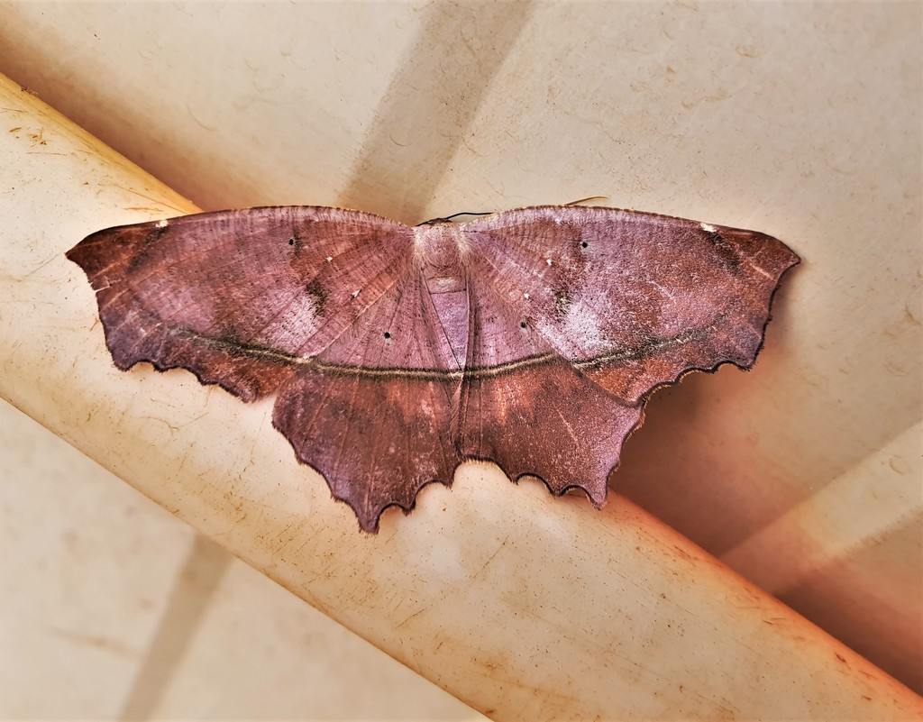 Trotopera maranharia