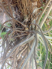 Tillandsia streptocarpa