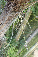 Tillandsia streptocarpa