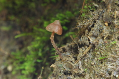 Psilocybe heimii