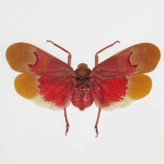 Scamandra sanguiflua