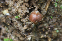Psilocybe heimii