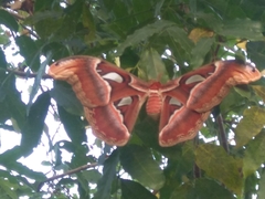 Attacus taprobanis