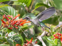 Chlorostilbon mellisugus