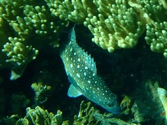 Epinephelus coeruleopunctatus