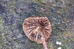 Psilocybe heimii