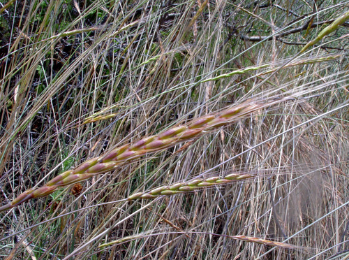 Sharon goatgrass (Aegilops sharonensis)