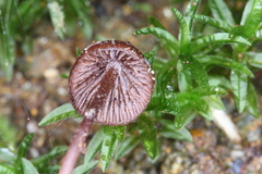 Psilocybe heimii