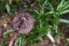 Psilocybe heimii