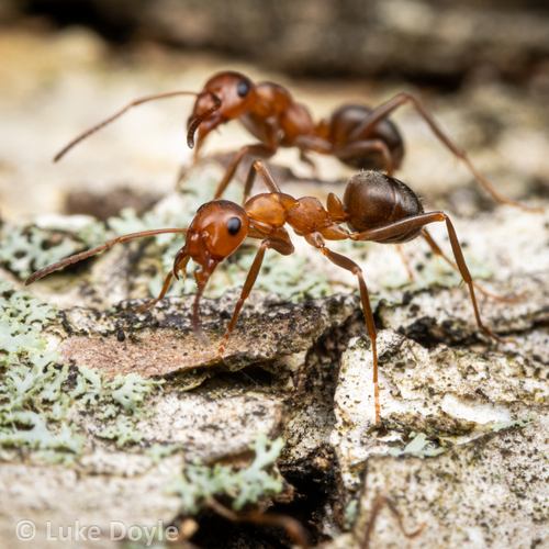 Formica querquetulanaFormica querquetulana