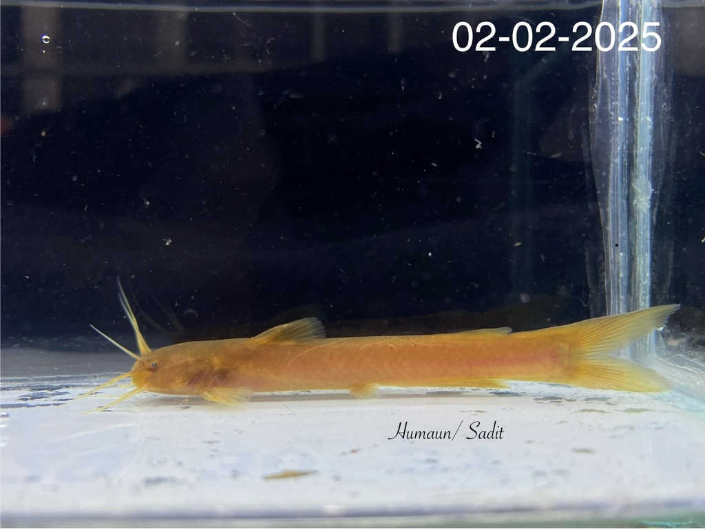 Amblyceps hmolaii